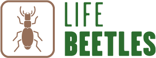 Life Beetles Azores Logo