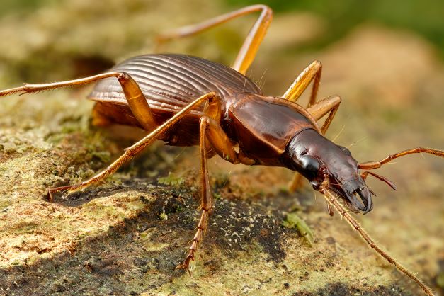 Multimedia | Life Beetles Azores