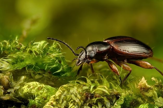 Ground Beetle