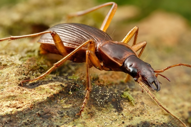 Ground Beetle