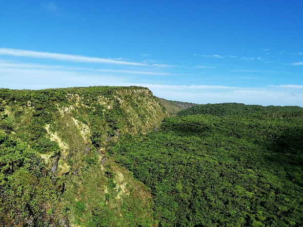 Carocho-da-terra-brava