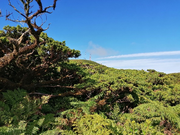 Carocho-da-terra-brava