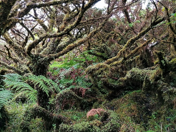 Carocho-da-terra-brava