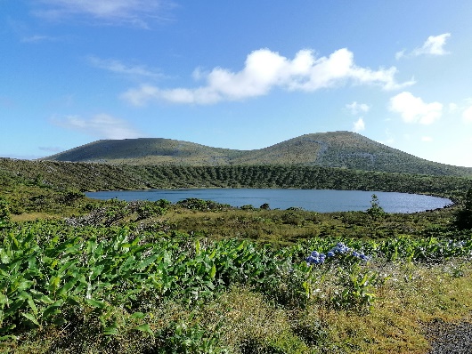 Escaravelho-cascudo-da-mata