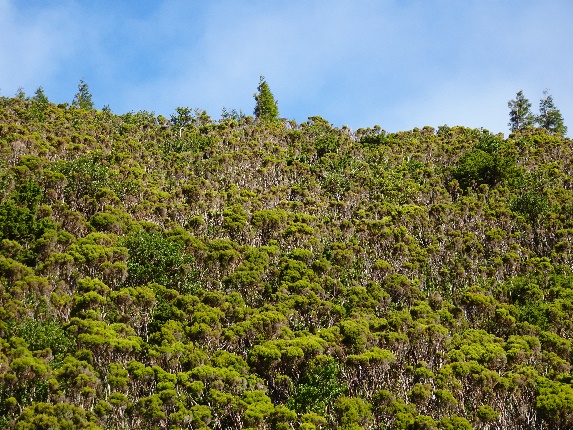 Carocho-da-terra-brava