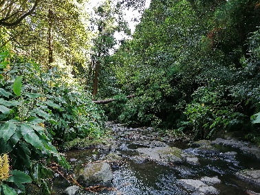 Escaravelho-cascudo-da-mata